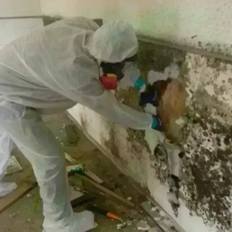 Mold Remediation and Removal in Hennepin, IL